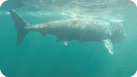 Shark_Exeter_Case_Study