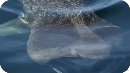 Shark_Exeter_Case_Study_2
